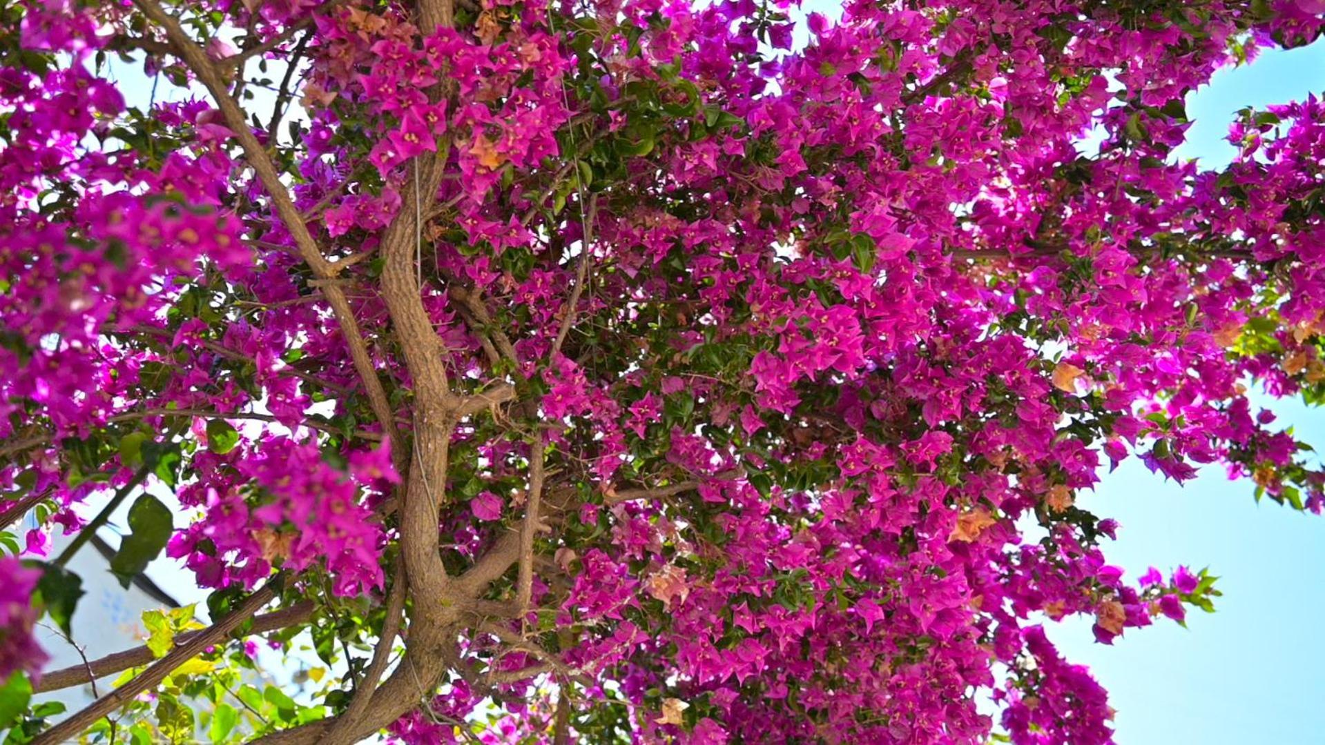 Bougainville Bay Готель 5*